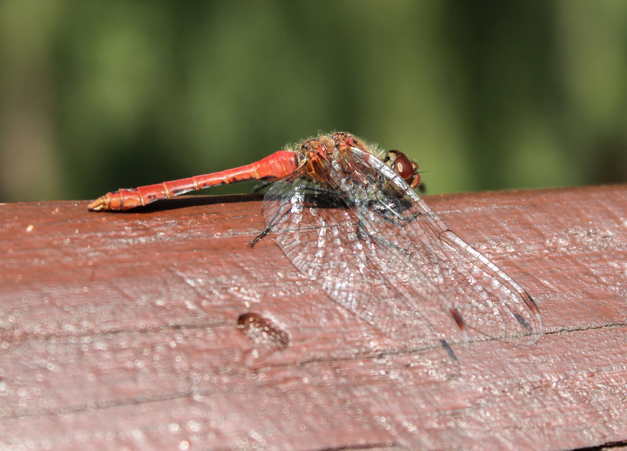 Sympetrum sanguineum - vörös katona-szitakötő
