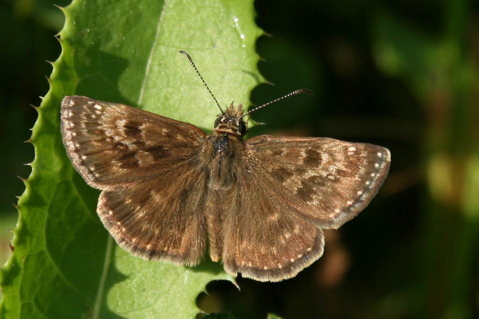 Erynnis tages - cigánylepke