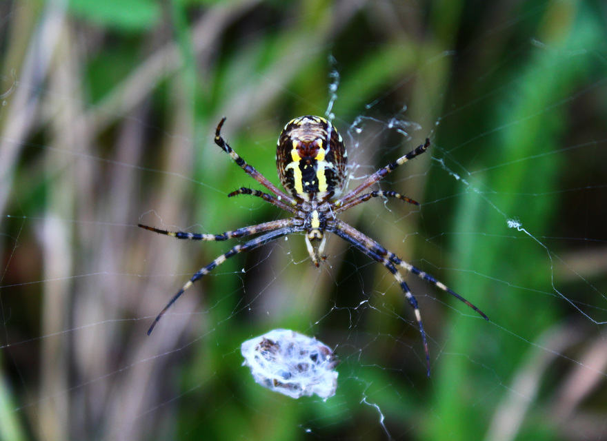 Argiope bruennichi - darázspók