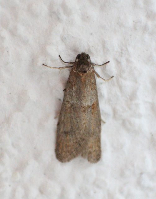 Tortricodes alternella - tavaszi sodrómoly