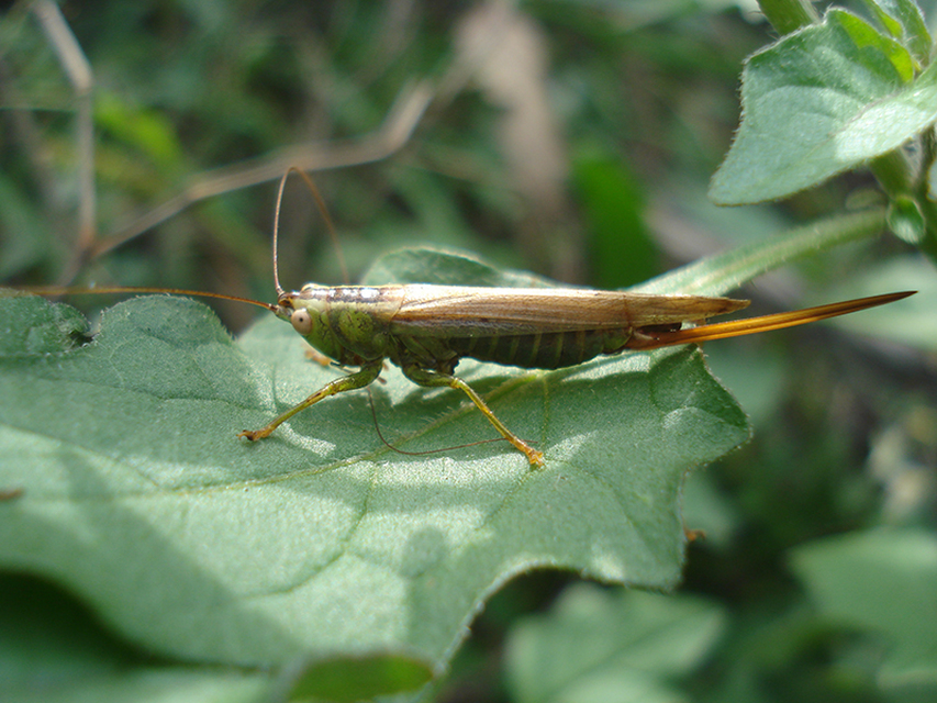 Conocephalus fuscus - kis kúpfejűszöcske