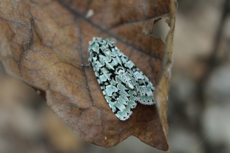 Griposia aprilina - őszi zöldbagoly