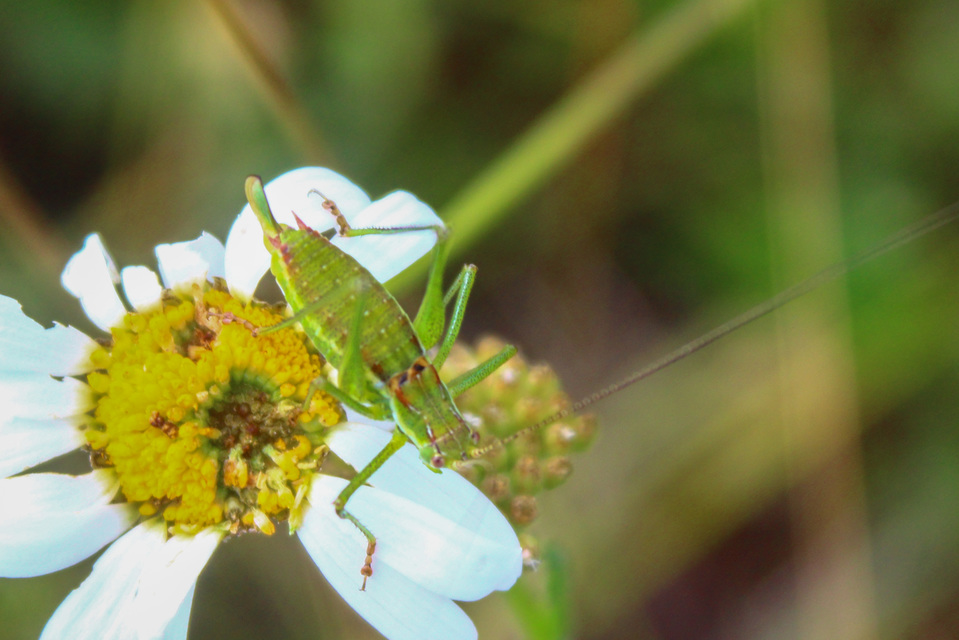 Leptophyes albovittata - közönséges virágszöcske