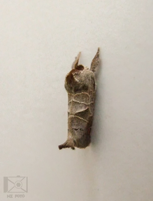 Clostera pigra - apró levélszövő