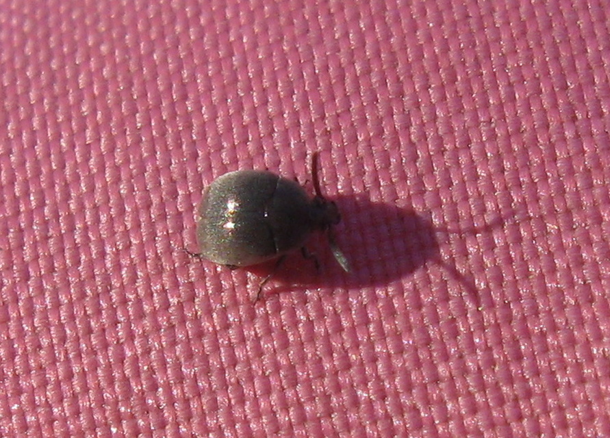 Spermophagus