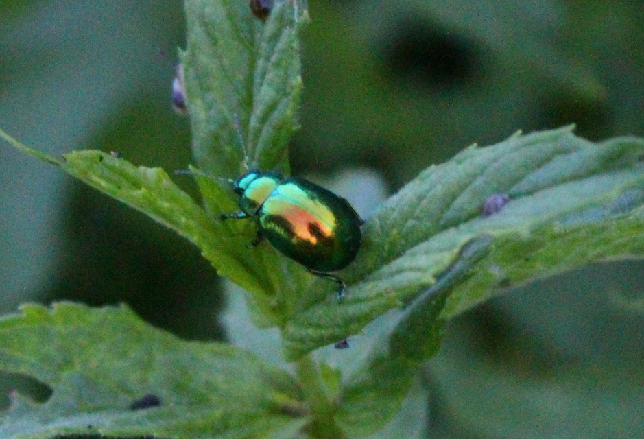 Chrysolina herbacea - zöld mentalevelész