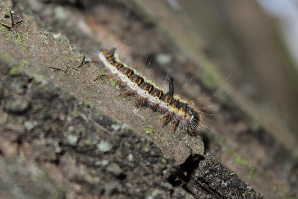 Acronicta psi - pszi-betűs szigonyosbagoly