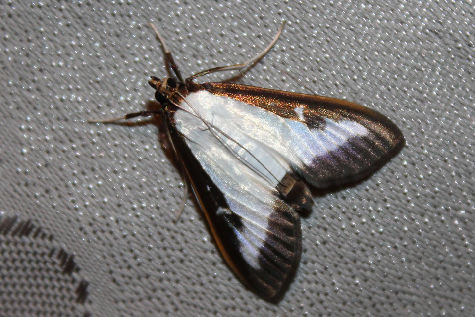 Cydalima perspectalis - puszpáng-tűzmoly