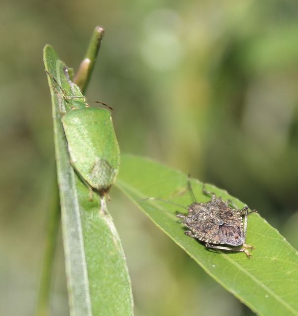 halyomorpha halys - Halyomorpha halys