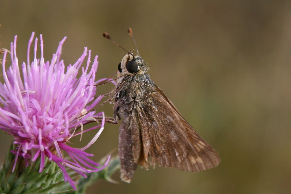 Hesperia comma - vesszős busalepke