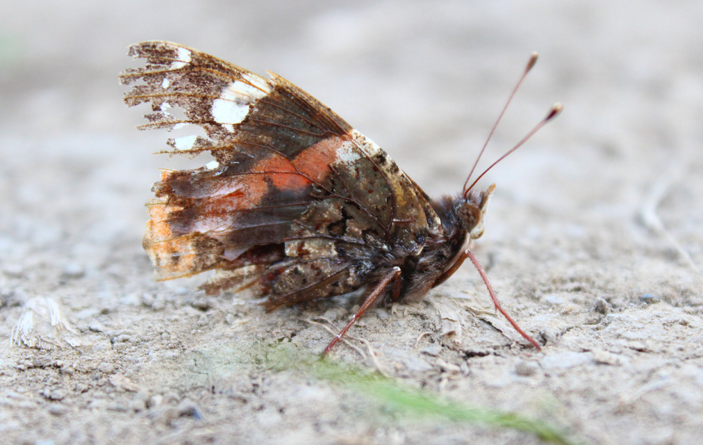 Vanessa atalanta - atalantalepke