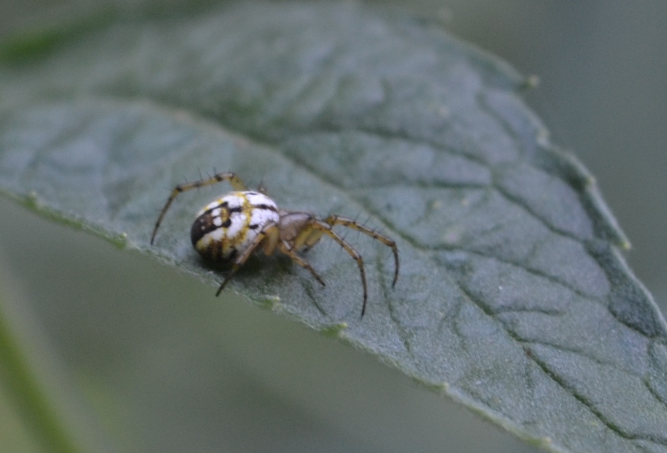 Mangora acalypha - réti keresztespók