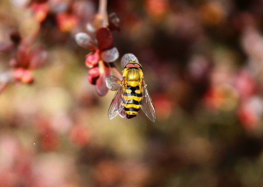 Syrphidae - zengőlegyek