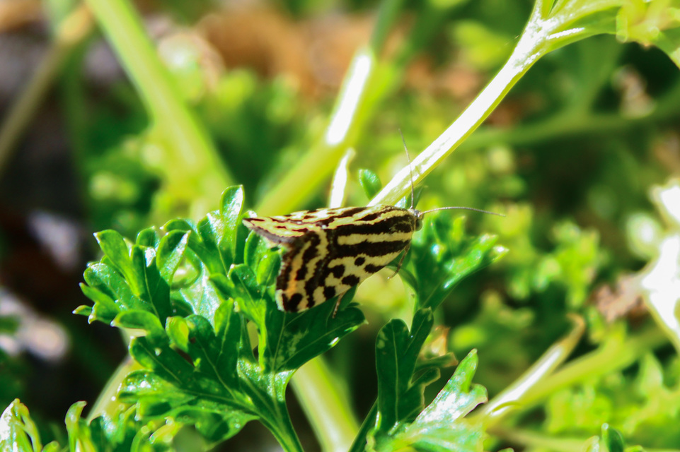 Emmelia trabealis - zebrabagoly