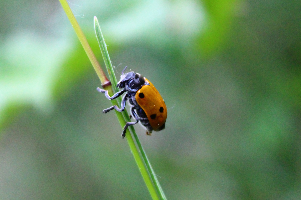 Lachnaia sexpunctata - szőrösnyakú zsákhordóbogár