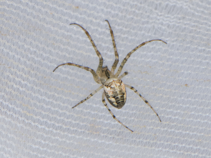 Metellina segmentata/mengei