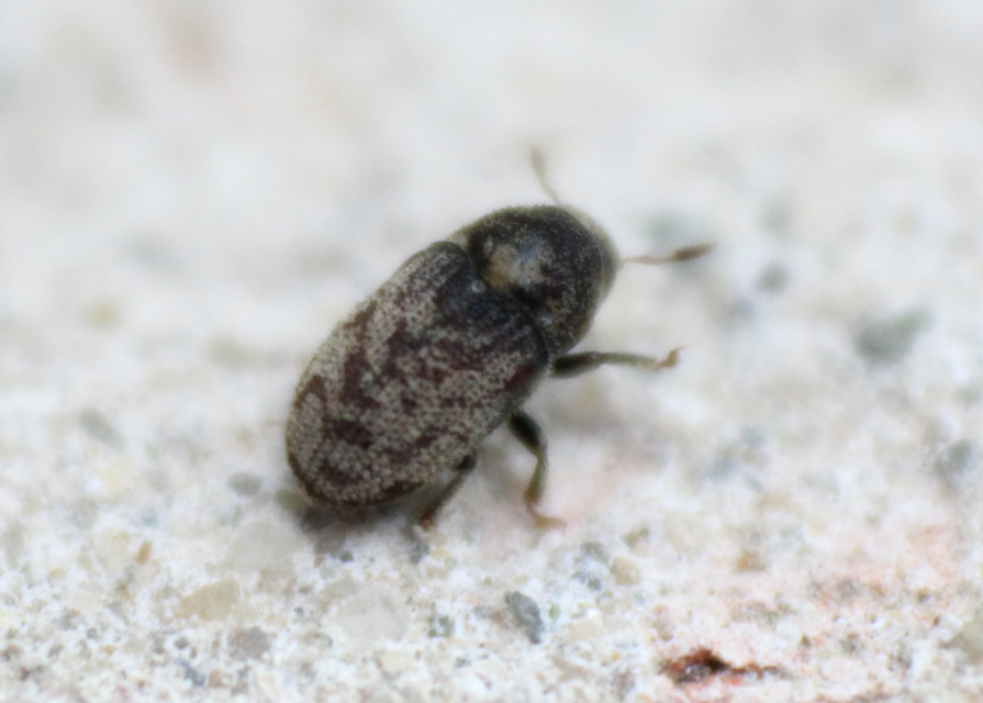 Hylesinus varius - közönséges kőrisszú