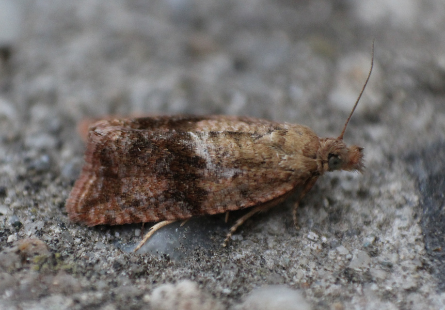 Celypha striana - pitypangfúró tükrösmoly