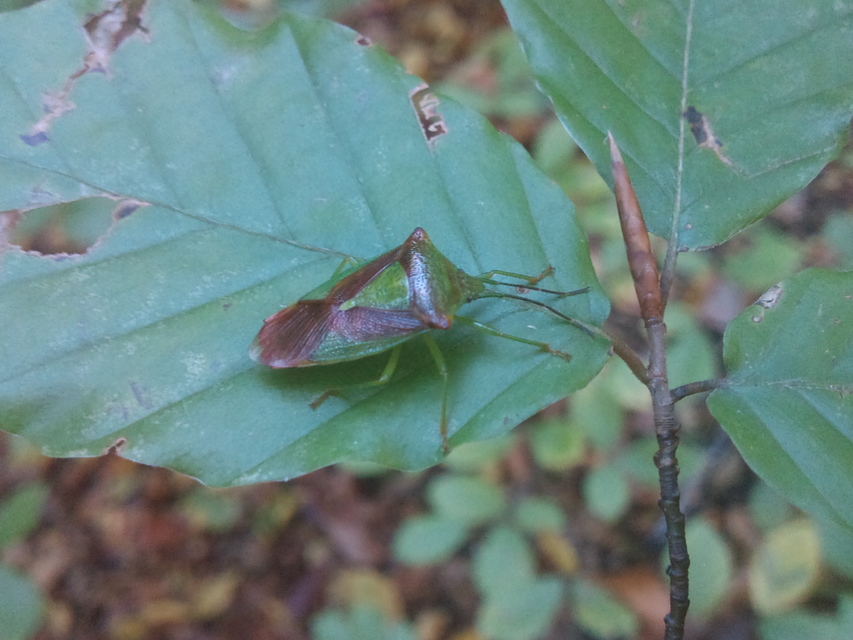 Acanthosoma haemorrhoidale - nagy dajkapoloska Acanthosoma haemorrhoidale - nagy dajkapoloska