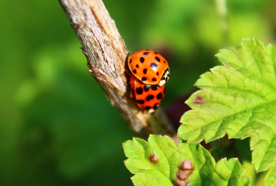 Harmonia axyridis - harlekinkatica