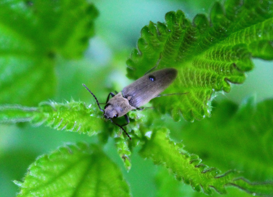 Agriotes pilosellus - erdei pattanó