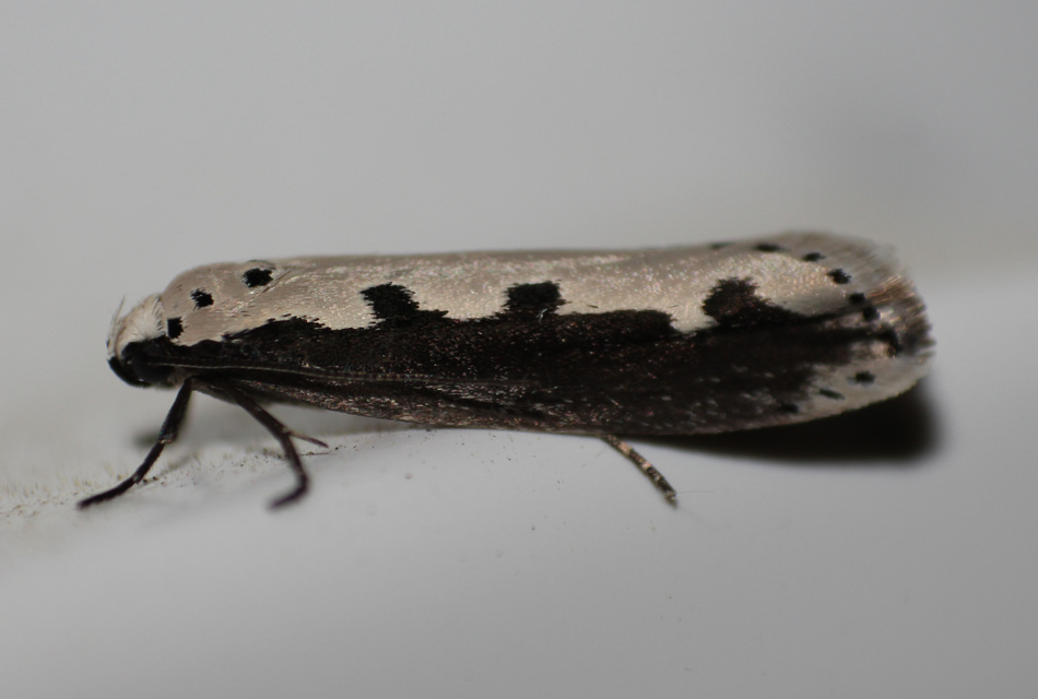 Ethmia bipunctella - kétpettyes feketemoly
