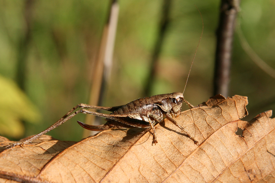 Pholidoptera griseoaptera - szürke avarszöcske
