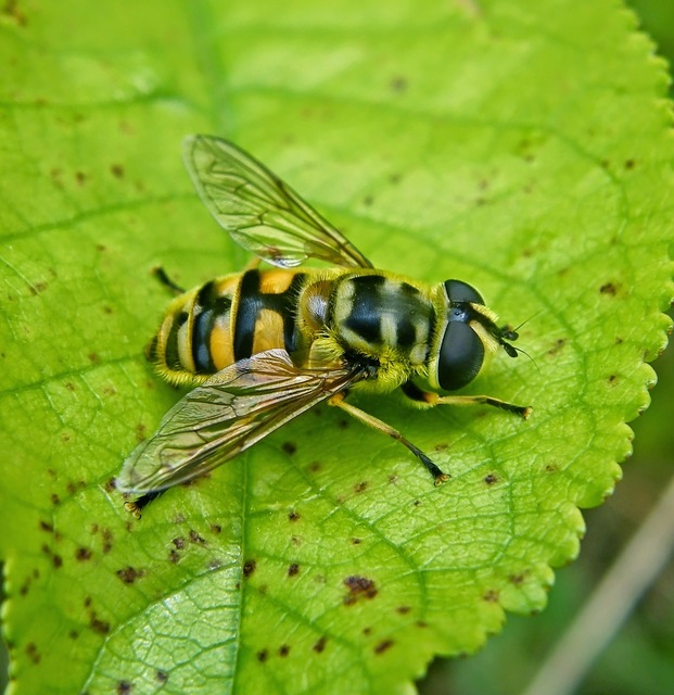 Myathropa florea - halálfejes odúlégy