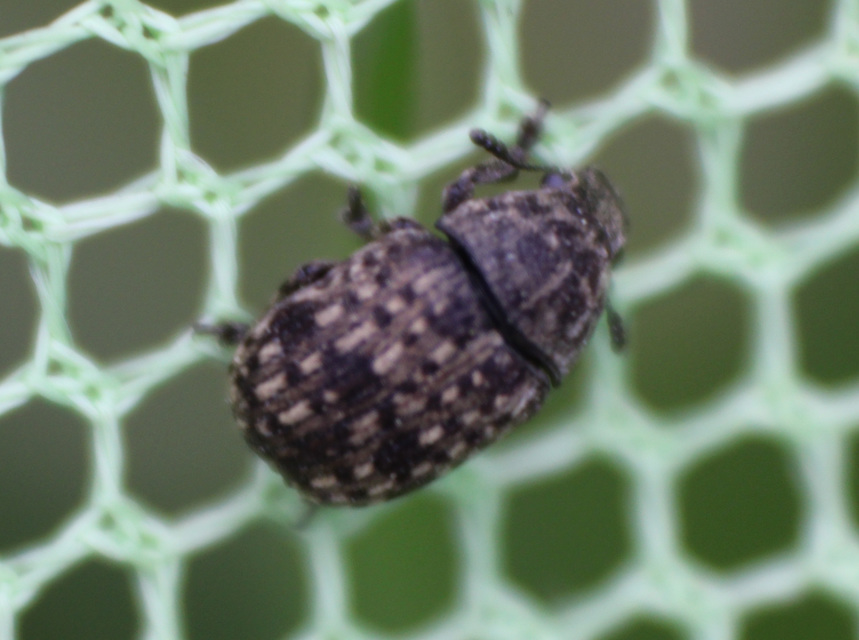 Anthribus nebulosus - ködfoltos pajzstetvész-orrosbogár