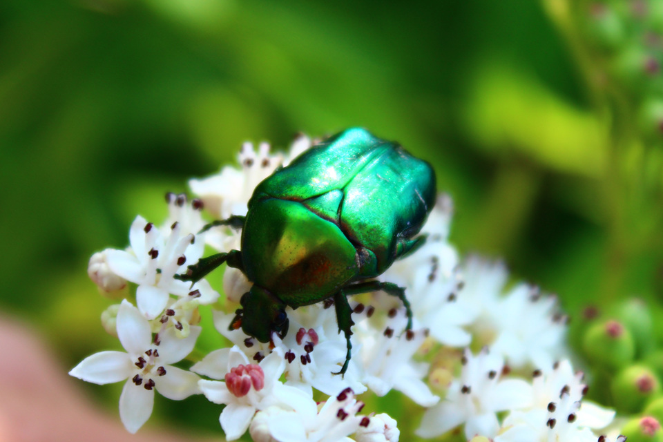 Cetonia aurata - aranyos virágbogár