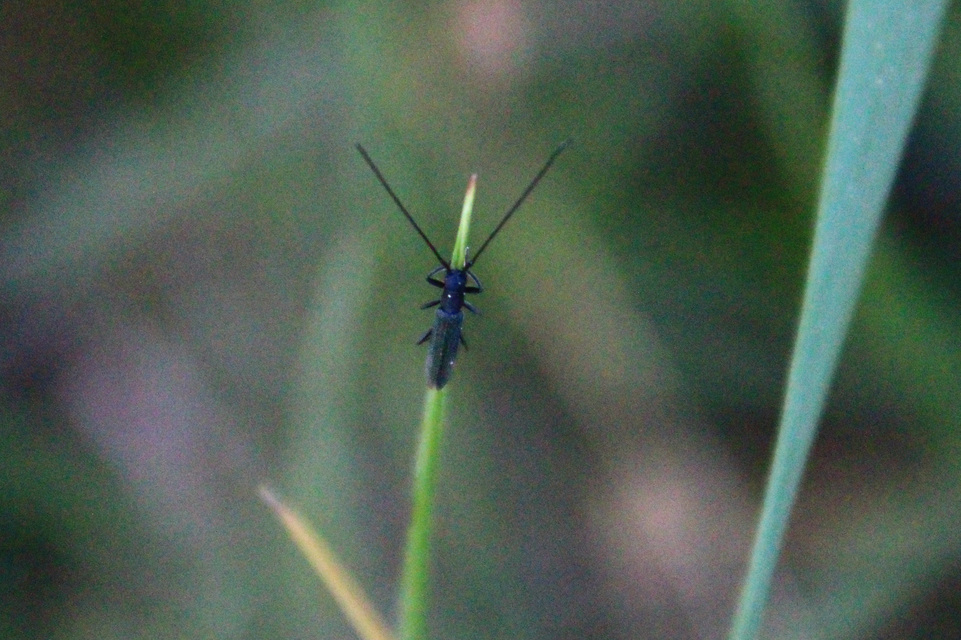 Theophilea subcylindricollis - hengeres szalmacincér