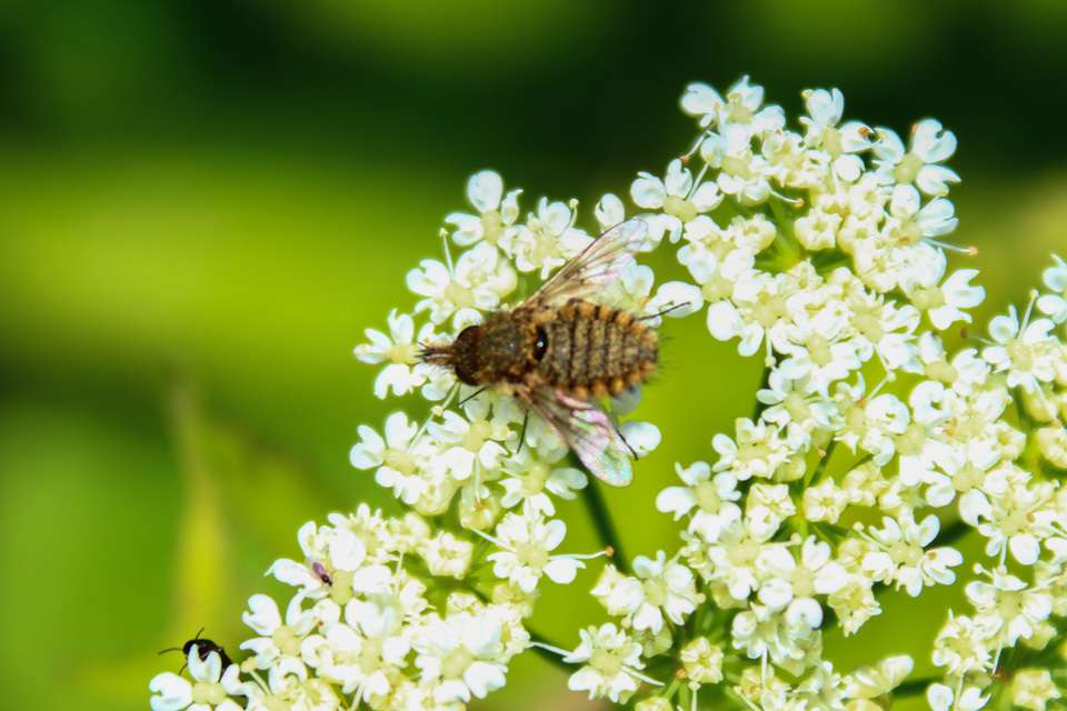 Conophorus