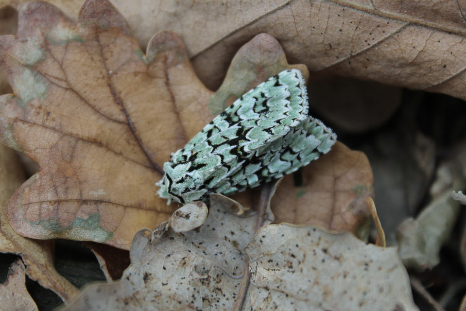 Griposia aprilina - őszi zöldbagoly
