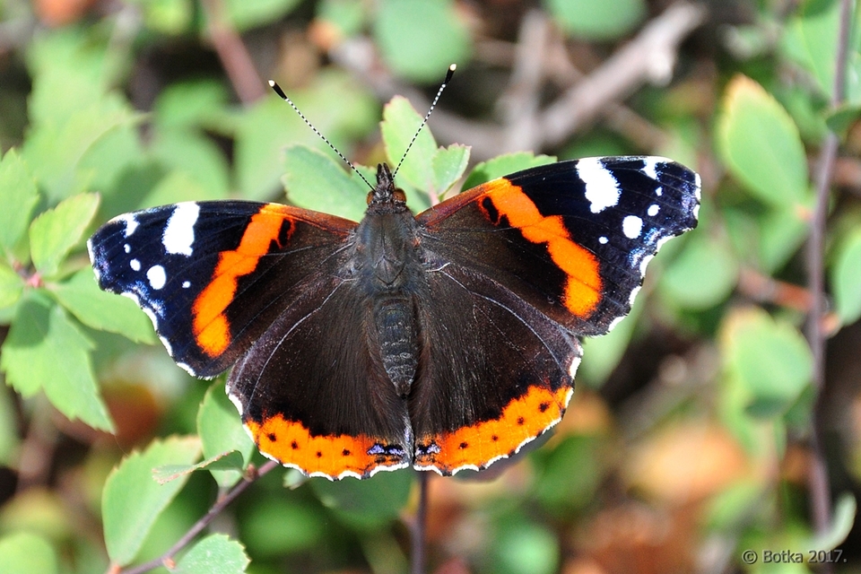Vanessa atalanta - atalantalepke