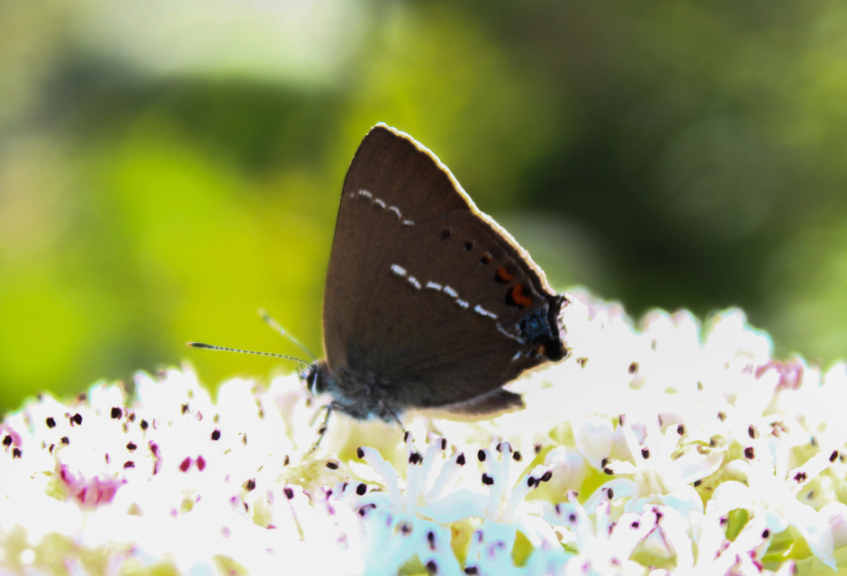 Satyrium spini - kökény-csücsköslepke