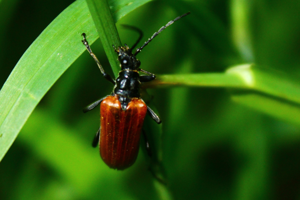 Stenocorus quercus - tölgy-gyökércincér