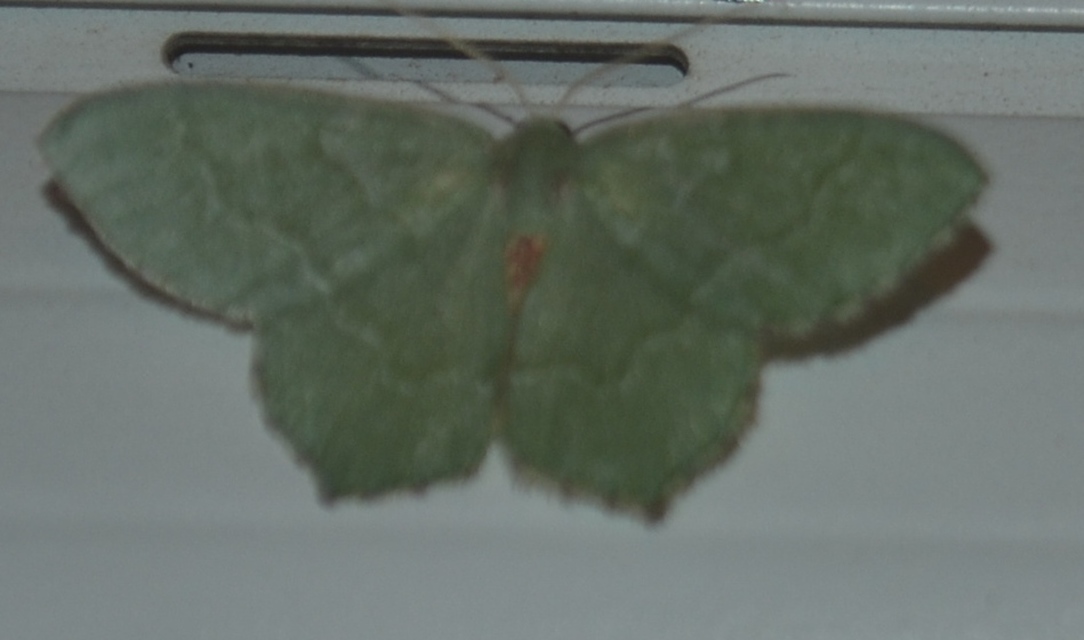 Hemithea aestivaria - nyír-zöldaraszoló