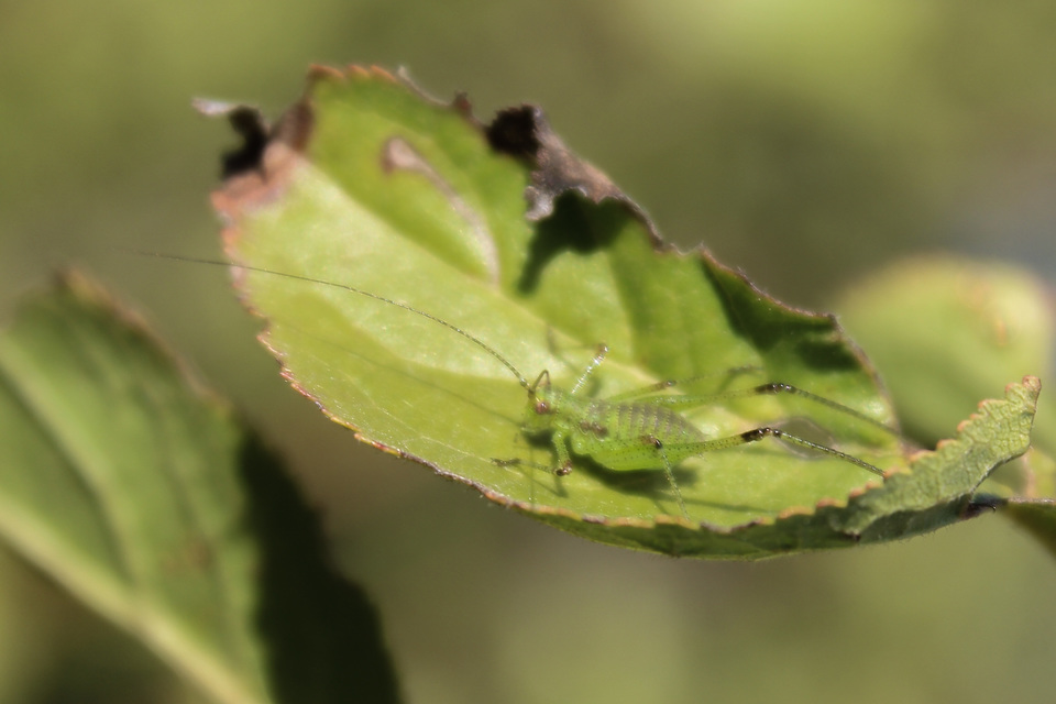 Phaneroptera