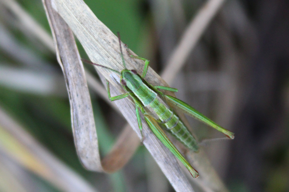 Euthystira brachyptera - smaragdzöld sáska