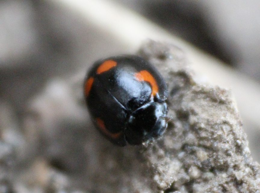 Exochomus quadripustulatus - négyfoltos szerecsenkata
