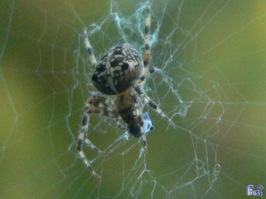 Araneus diadematus - koronás keresztespók