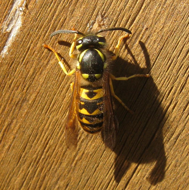 Vespula vulgaris - kecskedarázs