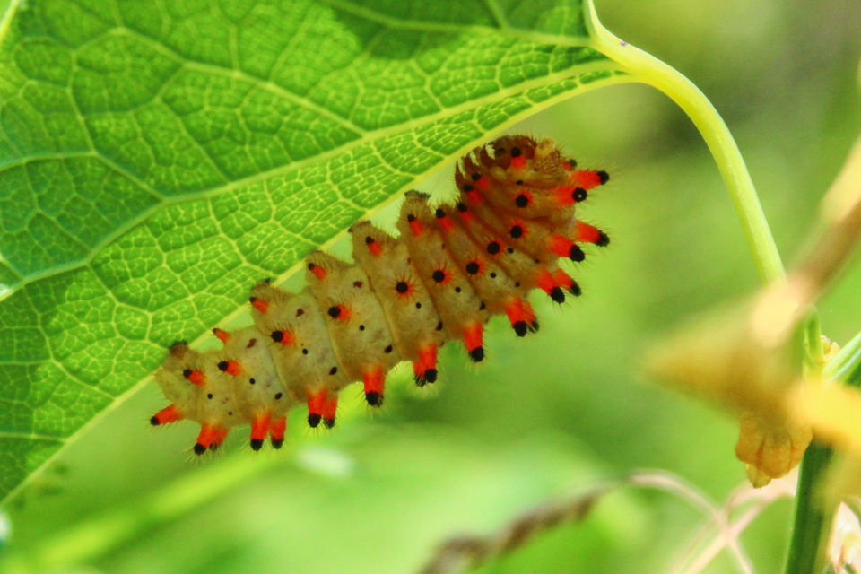 Zerynthia polyxena - farkasalmalepke