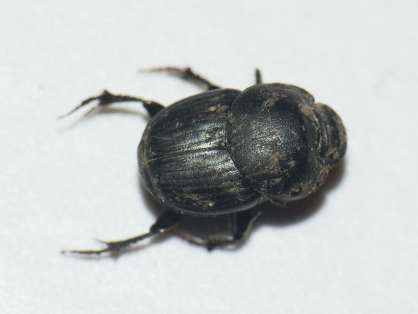 Onthophagus taurus - szarvas trágyatúró