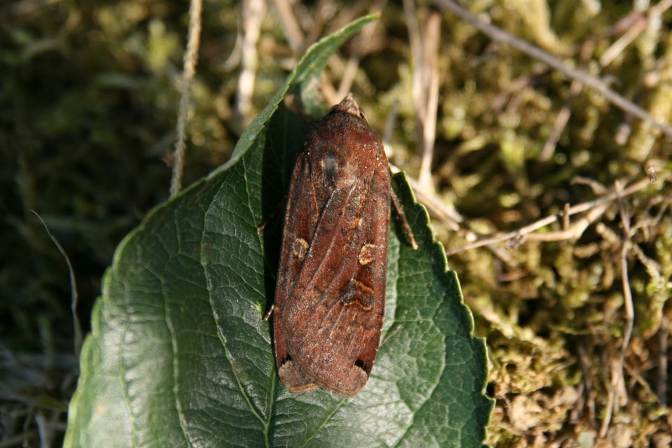 Noctua pronuba - nagy sárgafűbagoly