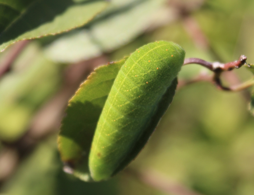 Iphiclides podalirius - kardoslepke