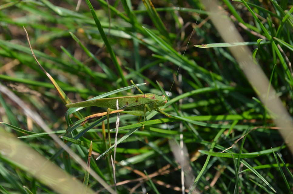 Phaneroptera nana - pontozott repülőszöcske