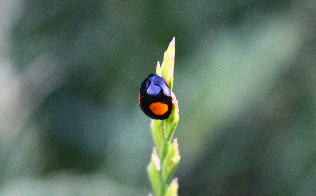 Harmonia axyridis - harlekinkatica