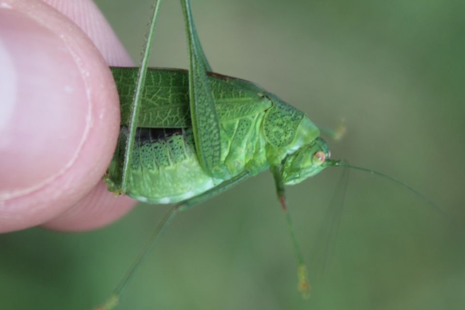 Phaneroptera nana - pontozott repülőszöcske