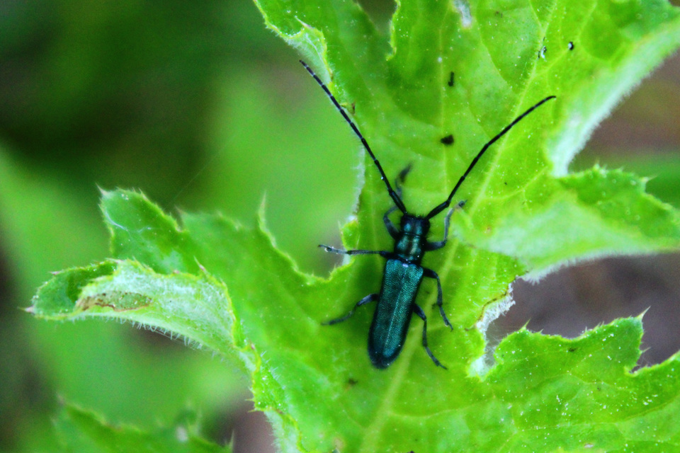 Agapanthia violacea - kék somkórócincér